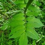 Valeriana dioica leaf picture by Lewis Channing (cc-by-sa)