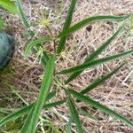 Asclepias longifolia leaf picture by McKaila Stafford (cc-by-sa)