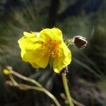 Potentilla ranunculoides flower picture by Fabien Anthelme (cc-by-sa)