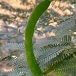 Prosopis juliflora fruit picture by M. Hedayat (cc-by-sa)