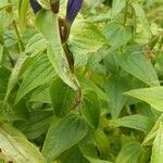 Gentiana asclepiadea leaf picture by Riccardo Biffi Riccardo Biffi (cc-by-sa)