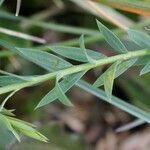 Linum bienne leaf picture by Uxeli (cc-by-sa)