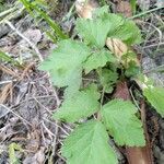 Rubus phoenicolasius habit picture by Tom Schöning (cc-by-sa)