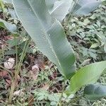 Heliconia latispatha leaf picture by Gonzalez Manuel (cc-by-sa)