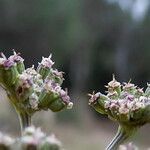 Seseli tortuosum fruit picture by Llandrich anna (cc-by-sa)