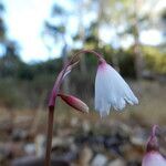 Acis autumnalis flower picture by Pezzi Miguel Ángel (cc-by-sa)