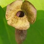 Aristolochia macrophylla flower picture by petschnik (cc-by-sa)