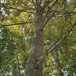 Populus trichocarpa habit picture by jacksun (cc-by-sa)