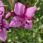 Epilobium fleischeri flower picture by Olivier Le Gall (cc-by-sa)