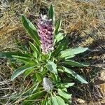 Lupinus villosus flower picture by William Wattles (cc-by-sa)