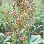 Sorghum bicolor flower picture by lolo P (cc-by-sa)