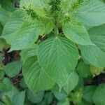 Acalypha polystachya leaf picture by Shehadi Ramiz (cc-by-sa)