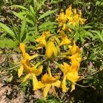 Rhododendron luteum flower picture by Анастасия (cc-by-sa)