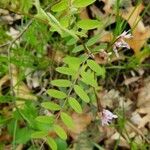 Vicia caroliniana leaf picture by Leah Harrison (cc-by-sa)