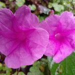 Ipomoea philomega flower picture by SINAC Pérez Greivin (cc-by-sa)