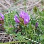 Astragalus danicus flower picture by Ondřej Ondřej Křivan (cc-by-sa)