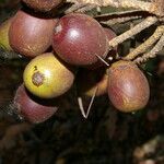 Bactris major fruit picture by Nelson Zamora Villalobos (cc-by-nc)