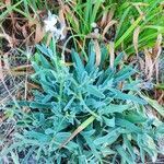 Matthiola sinuata habit picture by Maryse M (cc-by-sa)