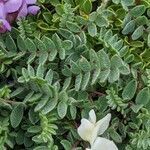 Oxytropis helvetica leaf picture by Denis Bastianelli (cc-by-sa)