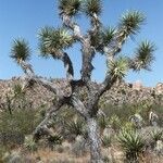 Yucca brevifolia habit picture by Daniel Barthelemy (cc-by-nc)