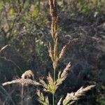 Calamagrostis viridiflavescens fruit picture by Trap Hers (cc-by-sa)