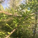 Taxodium distichum flower picture by HAIK Jean (cc-by-sa)