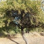 Pyrus spinosa habit picture by Philippe Compin (cc-by-sa)