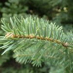 Abies cephalonica leaf picture by Sylvain Piry (cc-by-sa)