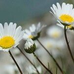 Leucanthemum burnatii flower picture by Guillaume Labeyrie (cc-by-sa)