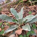 Silene coronaria habit picture by RIVER STONE (cc-by-sa)