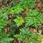 Geranium reuteri leaf picture by Simon Brumby (cc-by-sa)