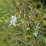 Anthericum ramosum flower picture by Olivier Ravel (cc-by-sa)