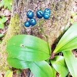 Clintonia borealis fruit picture by Fanny Landry (cc-by-sa)