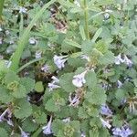 Glechoma hederacea flower picture by Marcel Maas (cc-by-sa)