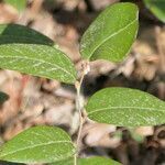 Leucothoe axillaris leaf picture by Maarten Vanhove (cc-by-sa)