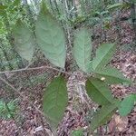 Rinorea amapensis leaf picture by C. Geniez (cc-by-sa)