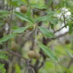 Bonellia nervosa fruit picture by Nelson Zamora Villalobos (cc-by-nc)