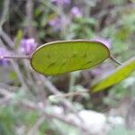 Lunaria annua fruit picture by Nickolay Skobelev (cc-by-sa)