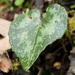 Cyclamen creticum leaf picture by Szabolcs Frater (cc-by-sa)