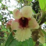 Drymonia alloplectoides flower picture by SINAC Pérez Greivin (cc-by-sa)