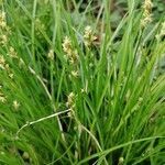 Carex alba flower picture by S. Katharina (cc-by-sa)