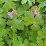 Geranium macrorrhizum leaf picture by mariline lebrat (cc-by-sa)