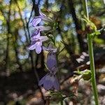 Lobelia puberula flower picture by Kailan Kailan Sindelar (cc-by-sa)