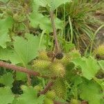 Xanthium strumarium flower picture by Mila Kralova (cc-by-sa)