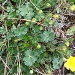 Potentilla crantzii leaf picture by claude lerat -gentet Mme (cc-by-sa)