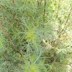 Artemisia campestris leaf picture by Jean-Marc Vanel (cc-by-sa)