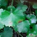 Saxifraga rotundifolia leaf picture by Pietro Brignoli (cc-by-sa)