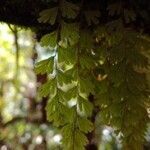 Hymenophyllum capillare leaf picture by cyprien alexandre (cc-by-sa)