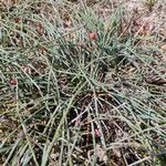 Ephedra distachya habit picture by Antoine Ambard (cc-by-sa)