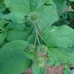 Arctium nemorosum leaf picture by Barbara Figge (cc-by-sa)